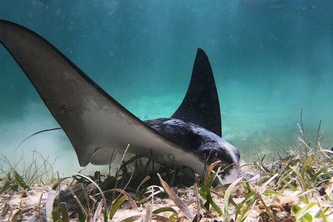 Private Snorkel Tour On The Reef Lagoon - A Closer Look at the Tour Itinerary