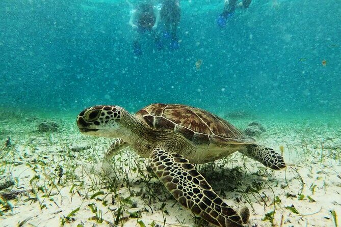 Private Snorkel Tour On The Reef Lagoon - Additional Practical Details