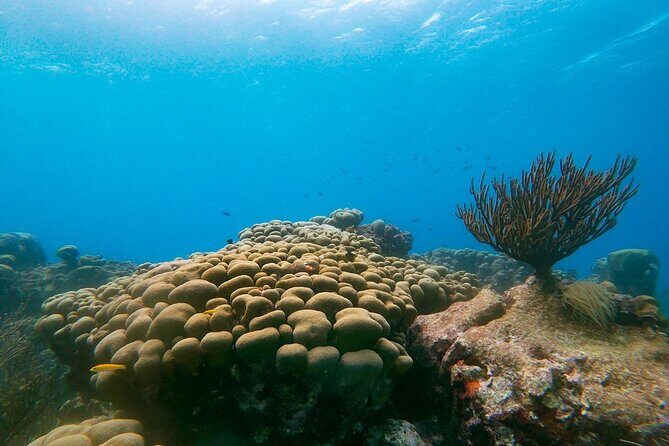 Private snorkel with 2 stops in Aruba - Eco-friendly! - Discovering Aruba’s Underwater Treasures