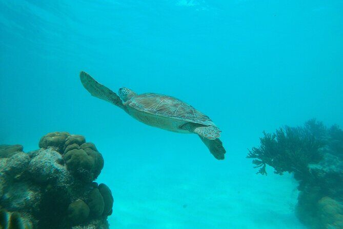 Private snorkel with 2 stops in Aruba - Eco-friendly! - Why Travelers Love This Tour