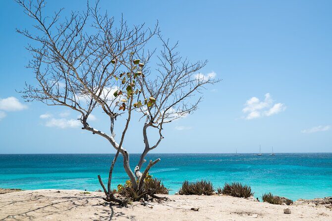 Private snorkel with 2 stops in Aruba - Eco-friendly! - The Value Proposition