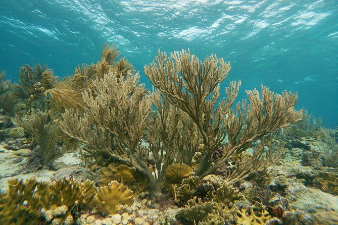 Private snorkel with 2 stops in Aruba - Eco-friendly! - The Sum Up