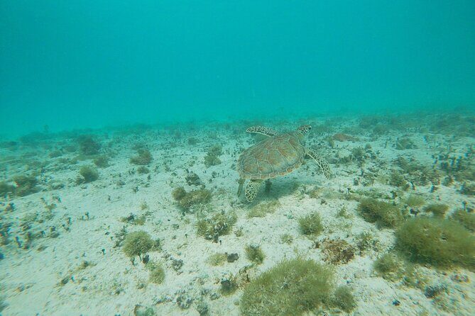 Private snorkel with 2 stops in Aruba - Eco-friendly! - FAQs