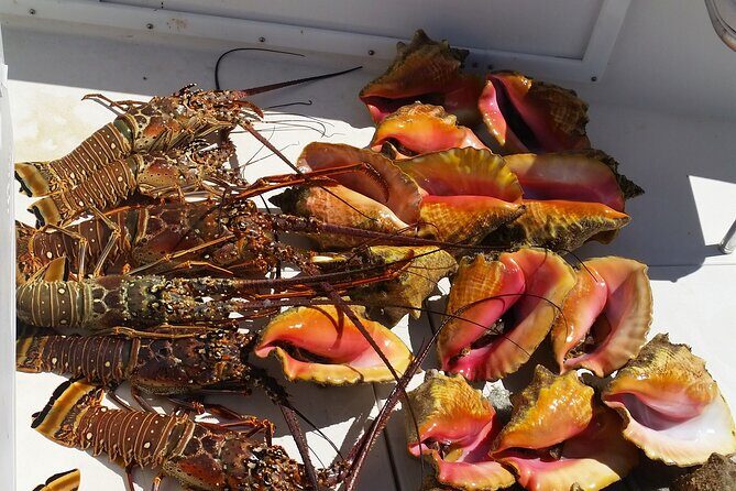 Private Snorkeling And Fishing Activity - An In-Depth Look at the Itinerary