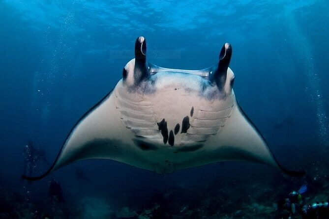 Private Snorkeling and Freediving Trip to Manta Point - Is This Tour Right for You?