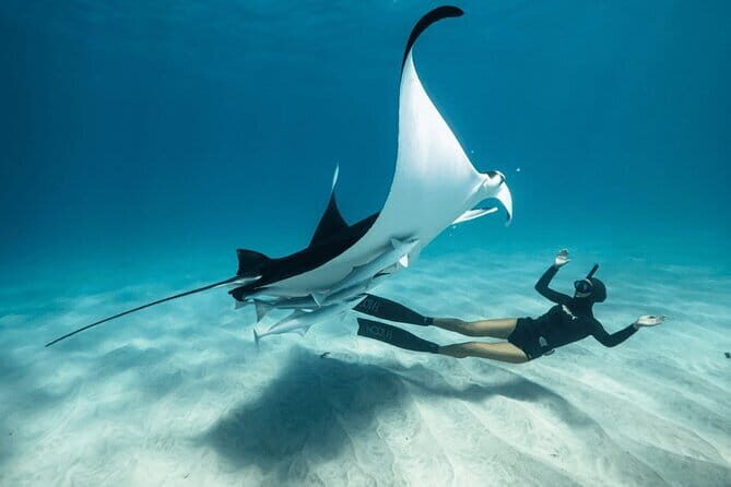 Private Snorkeling and Freediving Trip to Manta Point - Frequently Asked Questions