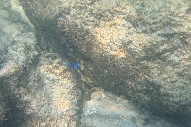 Private Snorkeling Excursion - Who Should Consider This Tour?
