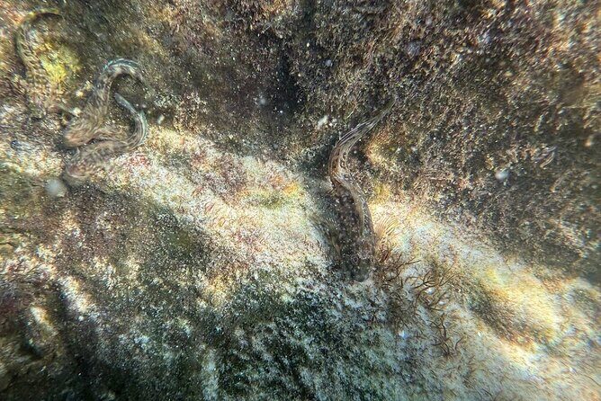 Private Snorkeling Excursion - Final Thoughts