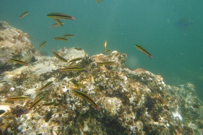 Private Snorkeling Experience and Boat tour to Las Animas Beach - What We Think Travelers Will Love