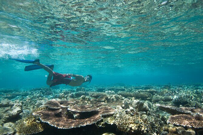 Private Snorkeling Experience in Aqaba Red Sea - The Experience in Detail