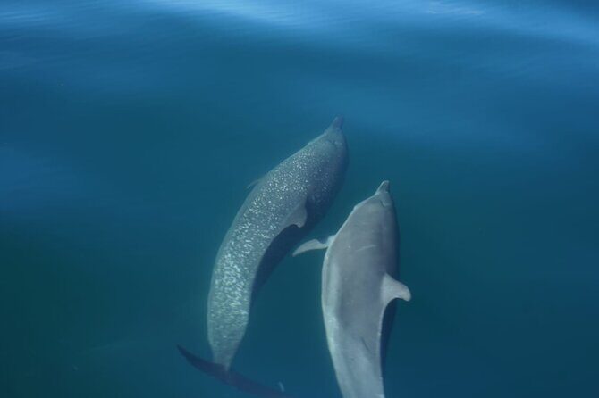 Private Snorkeling Experience in the Coral Islands in Guayabitos - The Value of a Private Tour