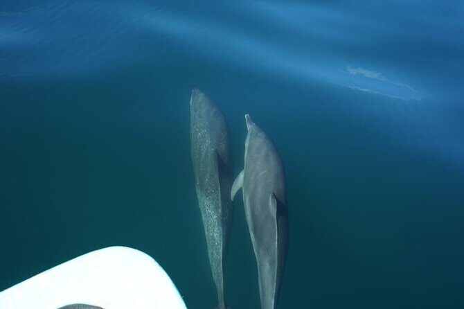 Private Snorkeling Experience in the Coral Islands in Guayabitos - Who Should Consider This Tour?