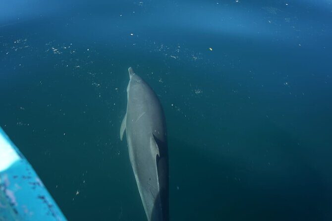 Private Snorkeling Experience in the Coral Islands in Guayabitos - FAQ