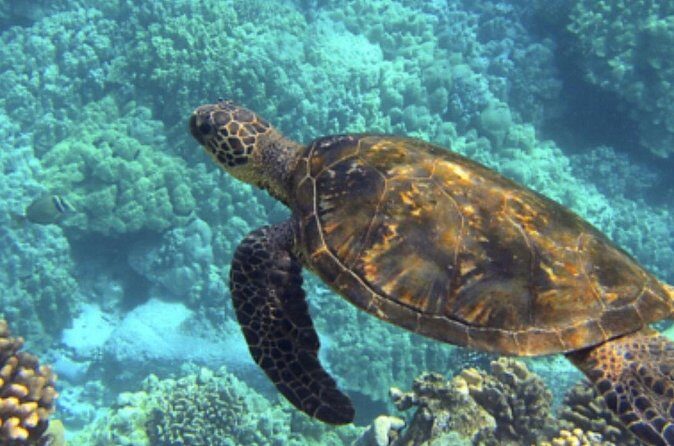 Private Snorkeling from Nusa Penida - Final Thoughts