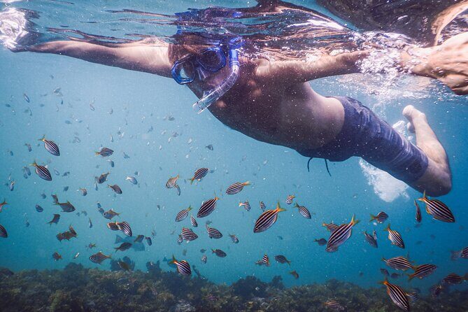 Private Snorkeling Tour In Sydney's Marine Reserve - Why This Tour Is a Great Choice