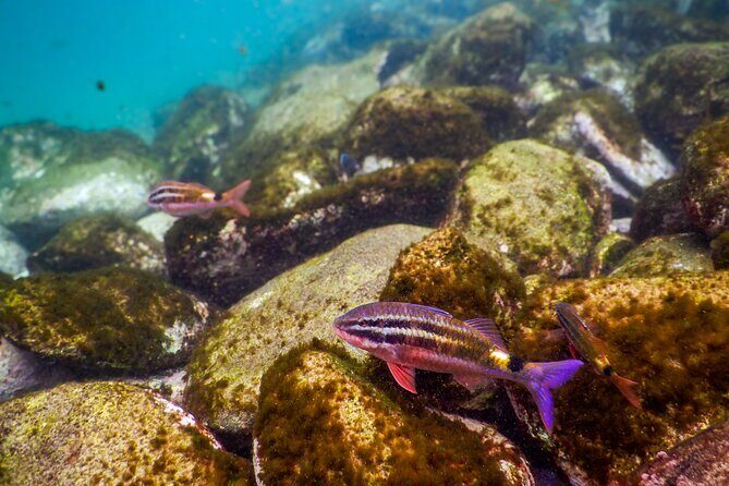 Private Snorkeling Tour In Sydney's Marine Reserve - FAQ