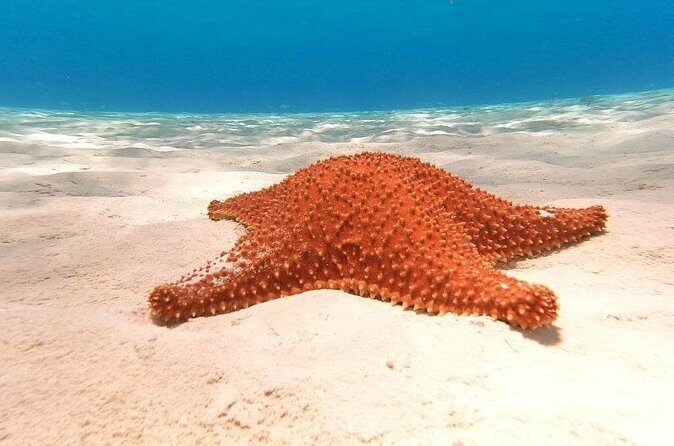 Private snorkeling tour to El Cielo - Practical Tips for Your Snorkeling Adventure