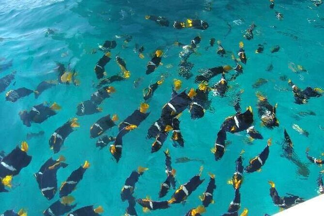 Private Snorkeling Tour to Los Arcos - Authentic Experiences Highlighted in Reviews