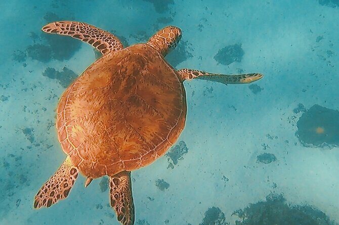 Private Snorkeling Trip on a Polynesian Outrigger - Key Points