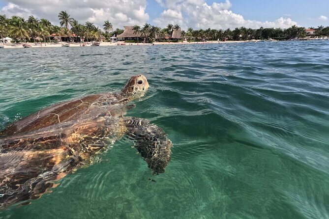 Private Snorkeling with Sea Turtles in Akumal Beach - A Deep Dive into the Akumal Turtle Snorkeling Tour