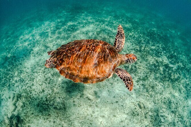 "Private Snorkeling with Turtles EN Akumal + Photos Included" - Authentic Encounters and Eco-Consciousness