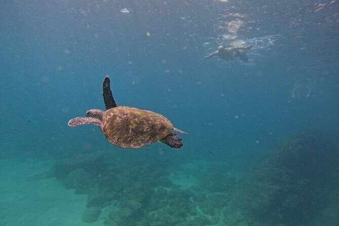 Private Snorkeling with turtles with BBQ food - Key Points