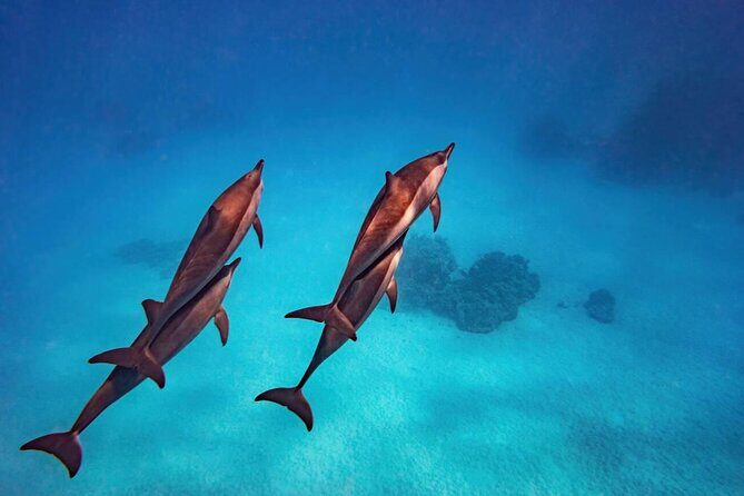Private Speed Boat Experience To Dolphin House in Hurhgada - Frequently Asked Questions
