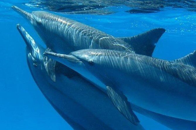 Private Speed Boat to Magawish Island's Hidden Wonders - Hurghada - The Experience Through Travelers’ Eyes