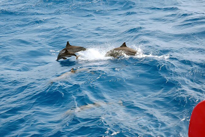 Private Speed Boat to Magawish Island's Hidden Wonders - Hurghada - Summary: The Value Proposition