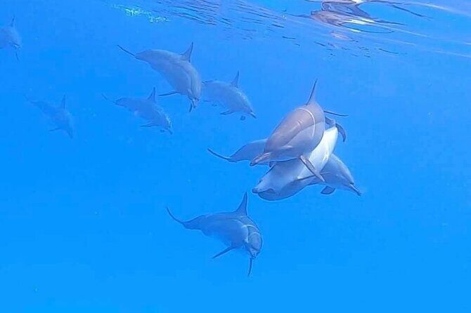 Private Speedboat To Dolphin House With Parasailing - Hurghada - Final Thoughts on the Hurghada Speedboat Adventure