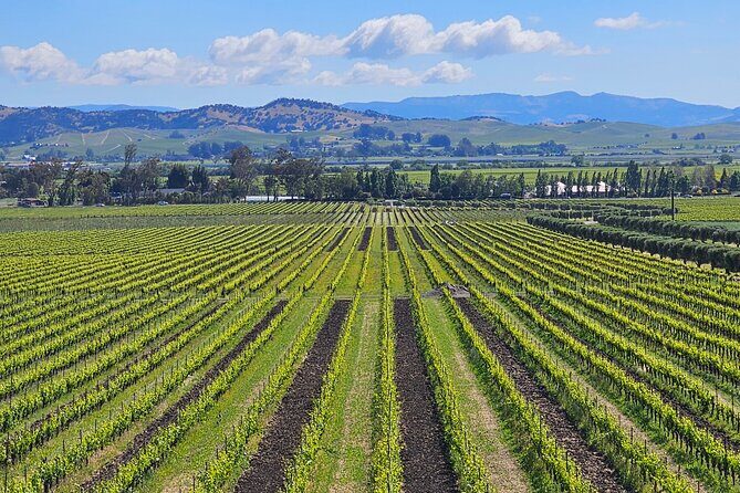 Private Sprinter Tour of Napa Valley - The Experience: A Deep Dive into the Private Napa & Sonoma Tour