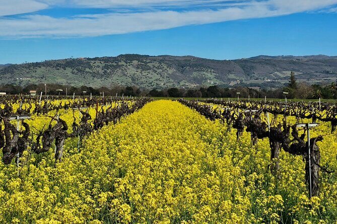 Private Sprinter Tour of Napa Valley - The Sum Up: A Practical Choice for a Personal Wine Tour