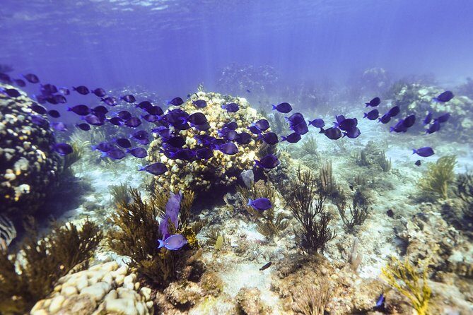 Private Stingray City Snorkeling and BioBay Charter for 6 Guests - What Makes This Tour Stand Out?