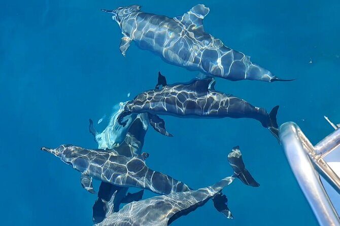 Private sunrise Dolphin with Le Havanah Boat - Setting the Scene: What to Expect on the Tour