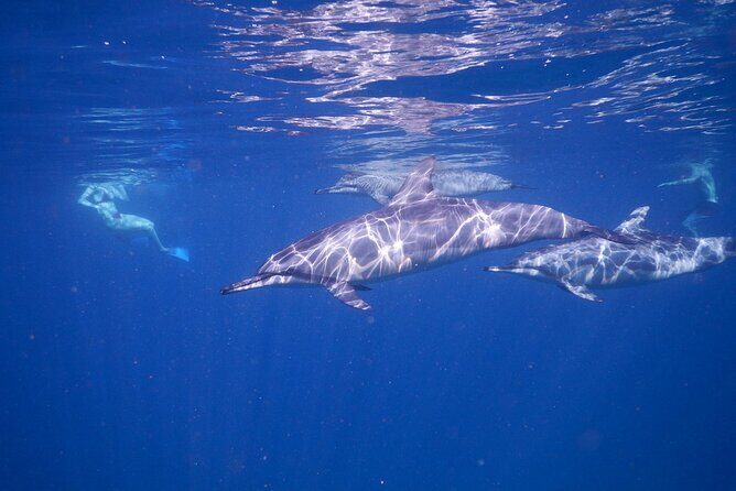 Private sunrise Dolphin with Le Havanah Boat - The Sum Up: Who Will Love This Tour?