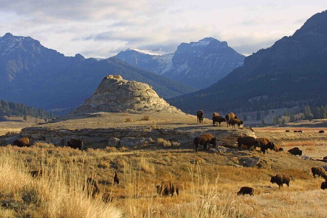 Private Sunrise Wildlife Adventure Into Yellowstone Lamar Valley - Lamar Valley: The Serengeti of North America