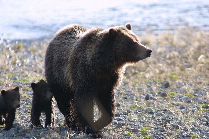 Private Sunrise Wildlife Adventure Into Yellowstone Lamar Valley - The Grand Canyon of Yellowstone: A Scenic Bonus