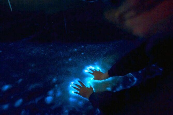 Private Sunset and Bioluminescence Tours in Cocoa Beach - An In-Depth Look at the Experience