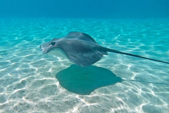 PRIVATE Sunset Tour: Moorea Snorkeling on a Catamaran named Taboo - Price and Value Analysis
