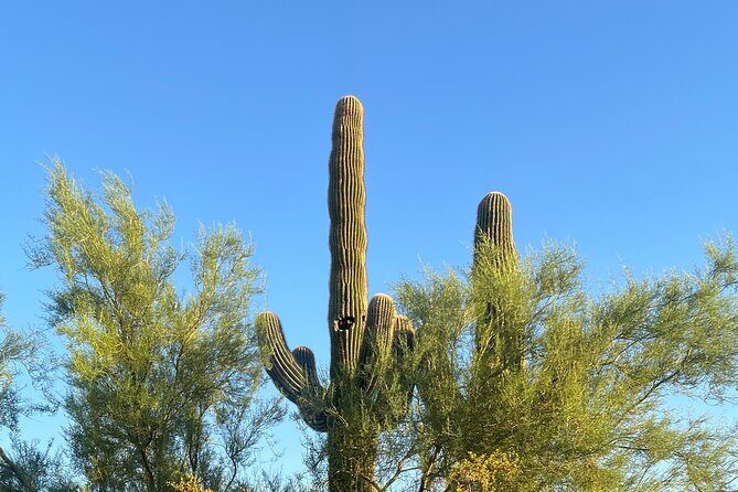 Private Sunset Walking Tour -Sonoran Desert Botanical Gardens 2h - An In-Depth Look at the Tour