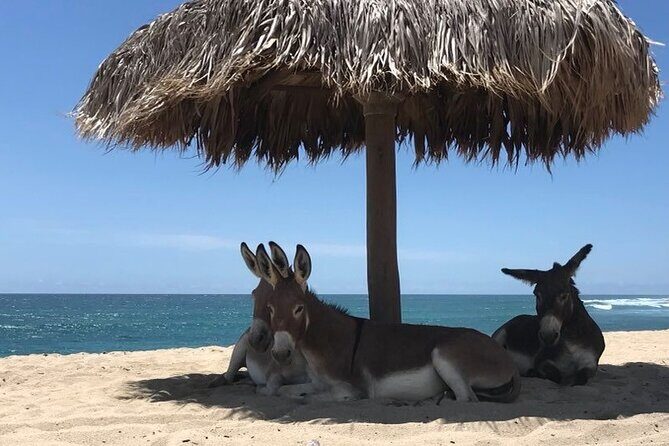 Private Surf Expedition in Baja, East Cape - An Honest Look at the Baja Surf Expedition