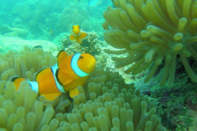 Private Surin Islands Longtail Boat Tour - The Ideal Traveler for This Tour