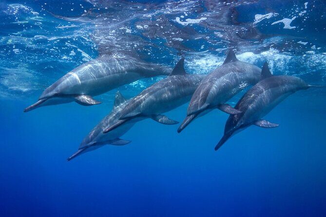 Private Swim and Sail Charter (Kewalo Harbor) - Who Will Enjoy This Tour Most?