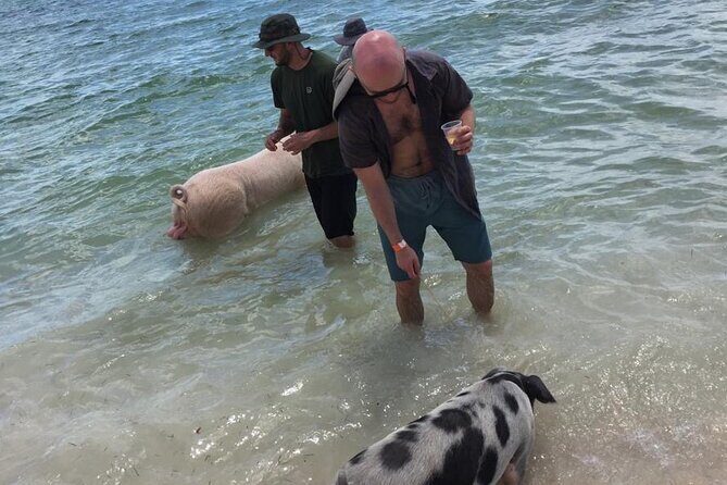 Private Swim With Pigs and Snorkeling in Paradise Tour - Frequently Asked Questions