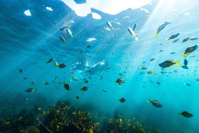 Private Sydney Snorkeling Experience: Explore Cabbage Tree Bay - Exploring the Private Sydney Snorkeling Experience at Cabbage Tree Bay