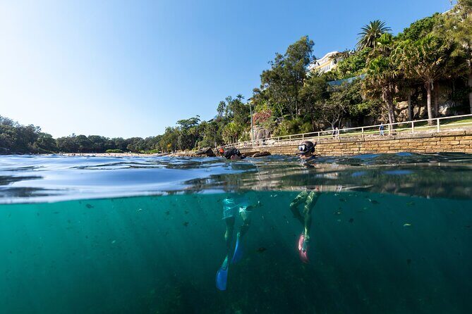 Private Sydney Snorkeling Experience: Explore Cabbage Tree Bay - Key Points