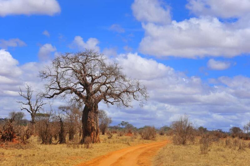 Private Tarangire National Park Day Tour with Lunch - Exploring the Private Tarangire National Park Day Tour with Lunch