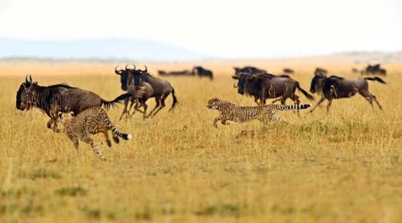 Private Tarangire National Park Day Tour with Lunch - The Experience in Detail