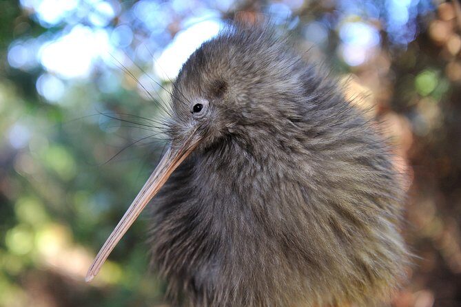 Private Tauranga Day Trip-Rotorua Geysers & Canopy Tree Walk. - The Sum Up