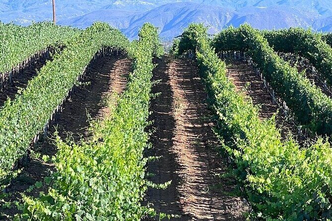 Private Temecula Wine Tour from Solana Beach - Authentic Feedback & Expectations